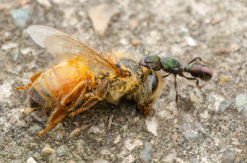 Green-head Ant — 3