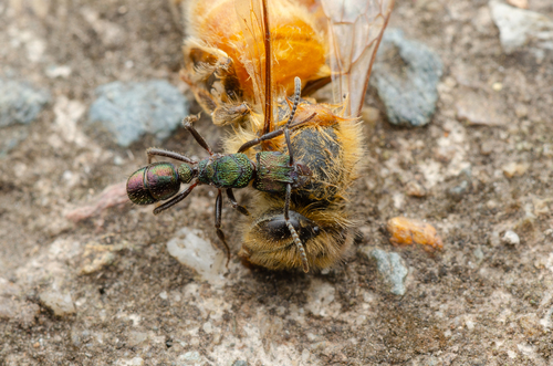Green-head Ant — 4
