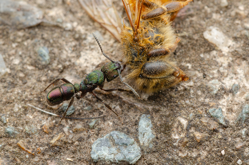Green-head Ant — 5