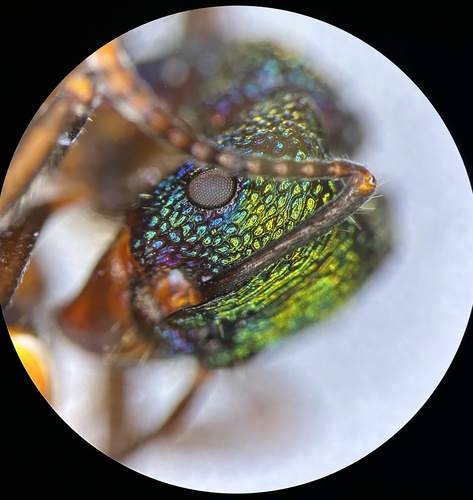 Green-head Ant — 6