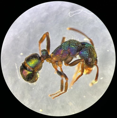 Green-head Ant — 7