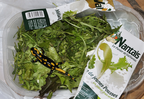 Fire Salamander — 3
