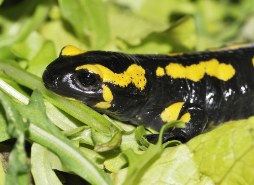 Fire Salamander — 4