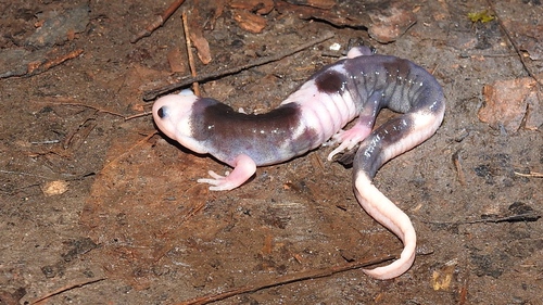 Fire Salamander — 9