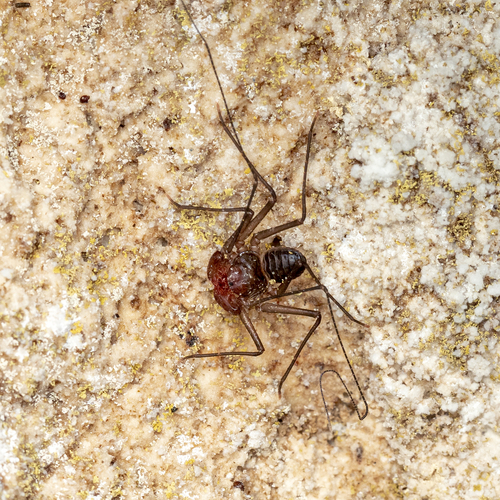 Sarax brachydactylus — 1