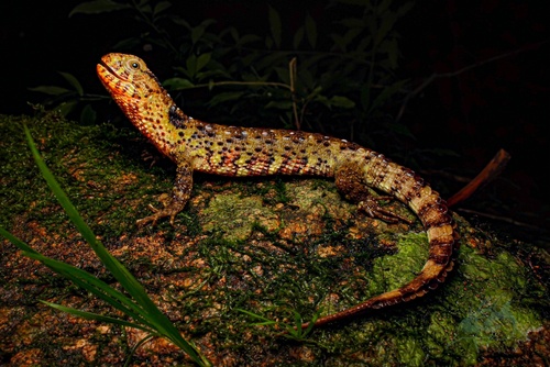 Chinese Crocodile Lizard — 2