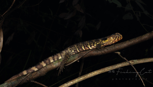 Chinese Crocodile Lizard — 4