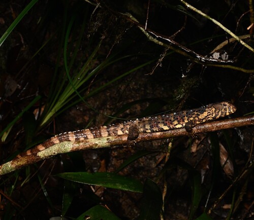 Chinese Crocodile Lizard — 6