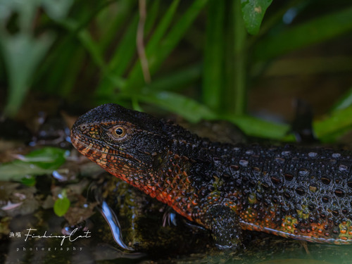 Chinese Crocodile Lizard — 7
