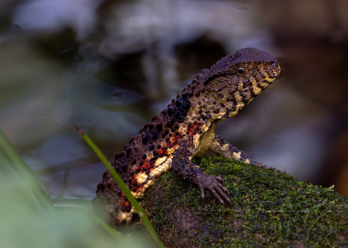 Chinese Crocodile Lizard — 9