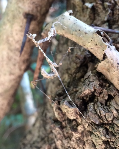 Wandering Violin Mantis Africa — 2