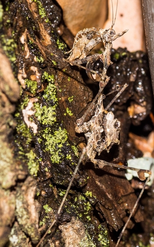 Wandering Violin Mantis Africa — 3