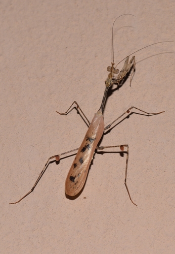 Wandering Violin Mantis Africa — 4