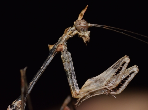 Wandering Violin Mantis Africa — 6