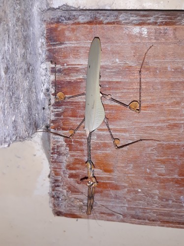 Wandering Violin Mantis Africa — 7