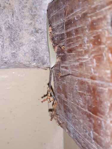 Wandering Violin Mantis Africa — 8