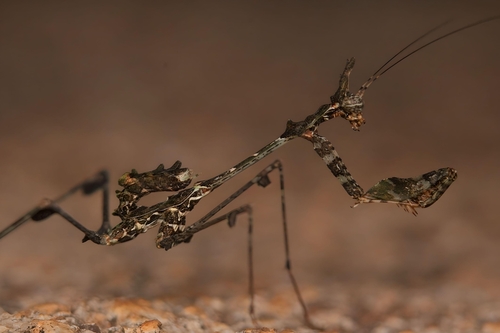 Wandering Violin Mantis Africa — 10
