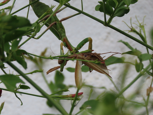 African Mantis — 2