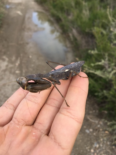 African Mantis — 4