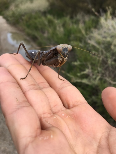 African Mantis — 5