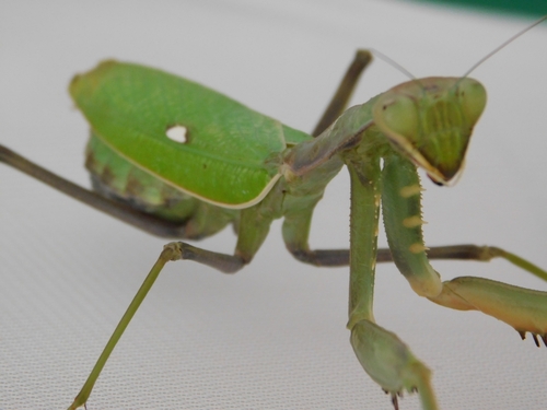 African Mantis — 7