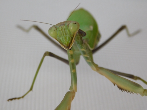 African Mantis — 8