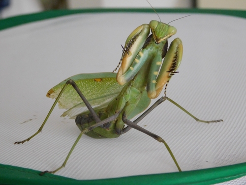 African Mantis — 9