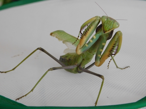African Mantis — 10
