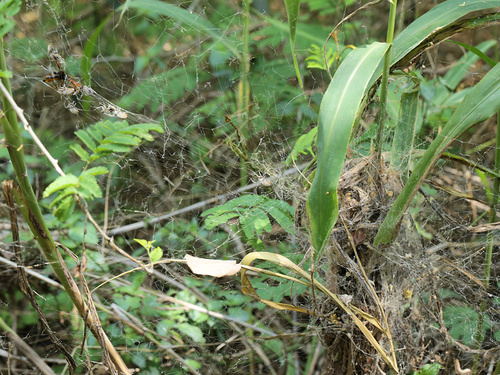 African Social Spider — 3