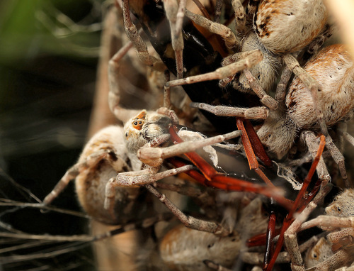 African Social Spider — 4