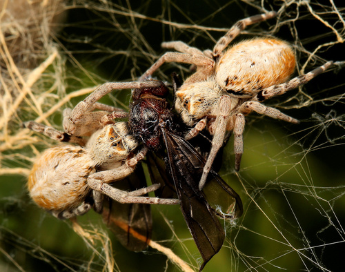African Social Spider — 5