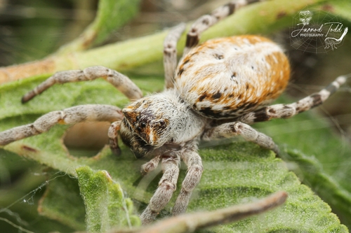 African Social Spider — 6