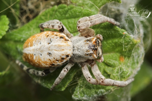 African Social Spider — 7