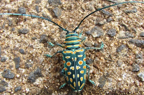 Iridescent African Longhorn Beetle — 3