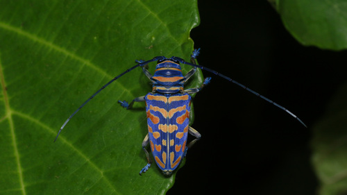 Iridescent African Longhorn Beetle — 4