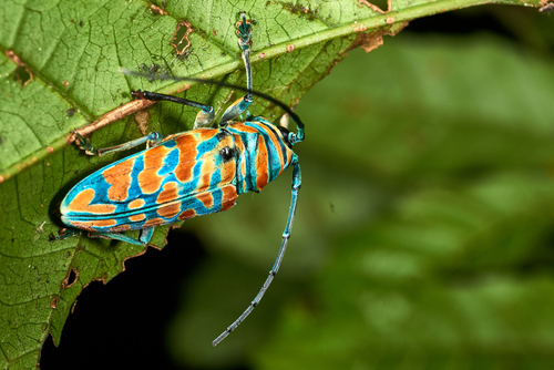 Iridescent African Longhorn Beetle — 6