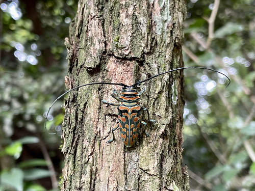 Iridescent African Longhorn Beetle — 7