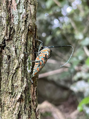 Iridescent African Longhorn Beetle — 8