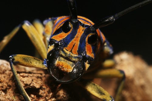 Iridescent African Longhorn Beetle — 10