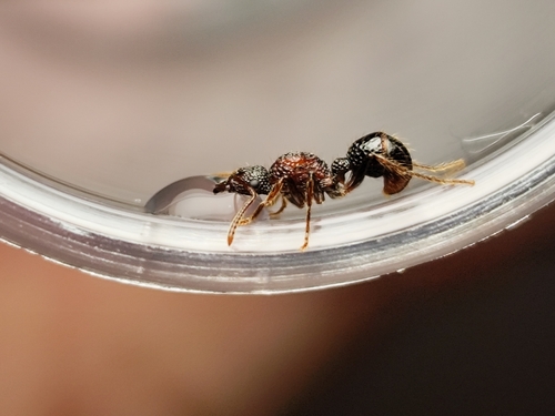 Stictoponera bicolor — 1