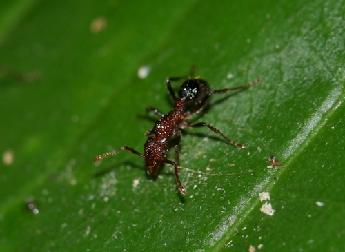 Stictoponera bicolor — 6