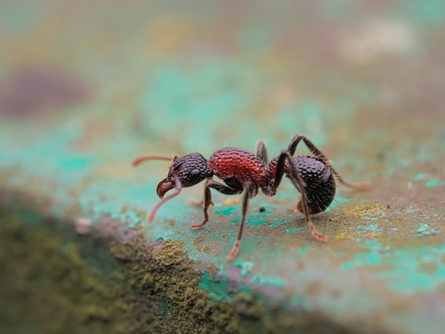 Stictoponera bicolor — 10