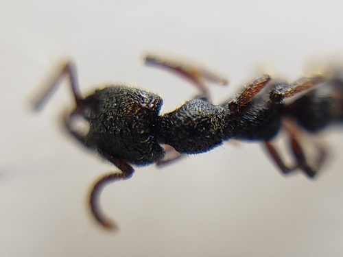 Stigmatomma reclinatum — 8