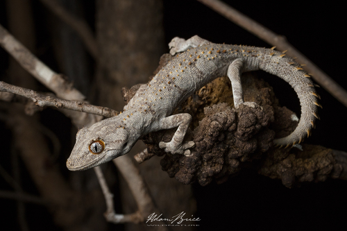 Spiny-tailed Gecko — 5