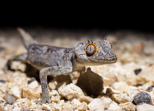 Spiny-tailed Gecko — 7