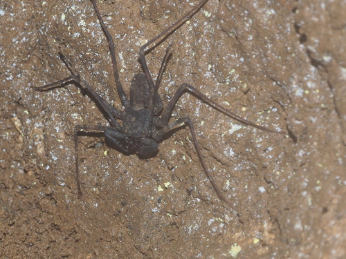 Whipspider de Krakatau — 2