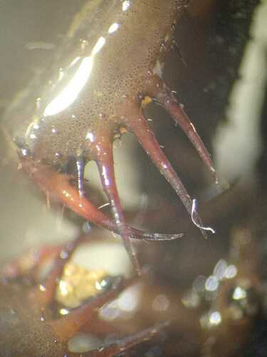 Whipspider de Krakatau — 3