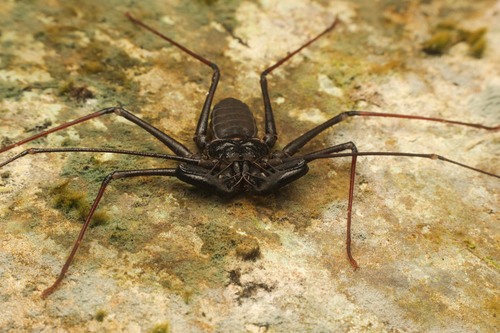 Whipspider de Krakatau — 4