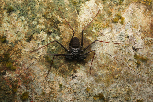 Whipspider de Krakatau — 6