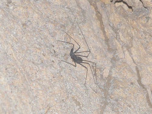Whipspider de Krakatau — 10